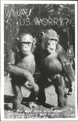 What Us Worry? Chimpanzees - Heltons Court and Cafe Postcard