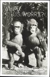 WHAT/US WORRY? Chimpanzees at Stuckey's Postcard