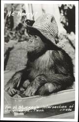 Chimpanzee in a straw hat, "Me Worry?" Postcard