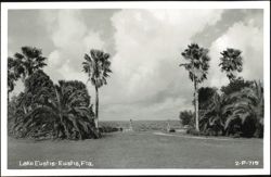 Palm Trees and Lake Eustis View, Eustis, Florida Postcard