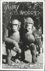Chimpanzees with 'What, Us Worry?' caption at The Cypress Center Postcard