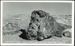Mammoth Trunk - Petrified Forest National Monument Postcard