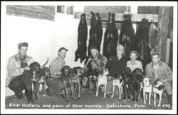 Bear Hunters and Pack of Bear Hounds Postcard