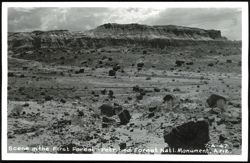 Scene in the First Forest - Petrified Forest Natl. Monument Postcard