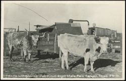 Texas Longhorns at Palo Duro Canyon State Park Postcard
