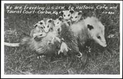Opossum with babies on its back, Helton's Cafe and Tourist Court Postcard