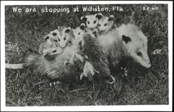 Stock #1190162 Thumbnail