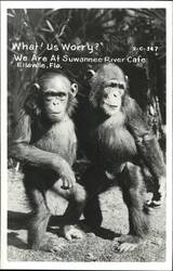 What! Us Worry? Two Chimpanzees at Suwannee River Cafe Postcard