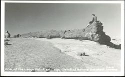 One of the Large Petrified Logs - Petrified National Monument Postcard