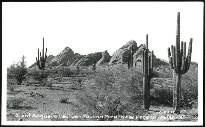 Giant Saguaro Cactus, Papago Park Phoenix Arizona