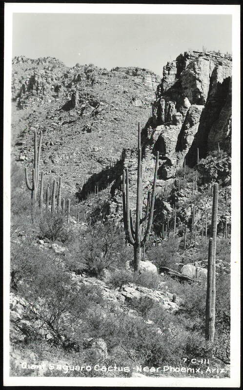 Giant Saguaro Cactus Near Phoenix Arizona