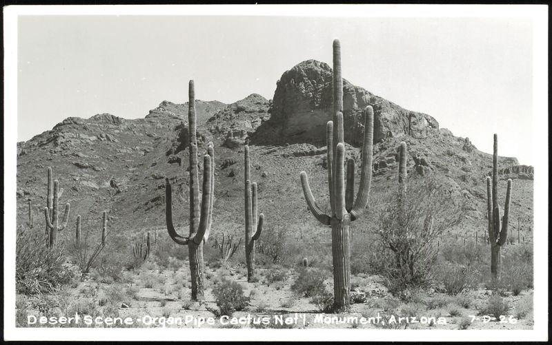 Desert Scene, Organ Pipe Cactus National Monument Arizona