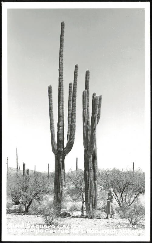 Giant Saguaro Cactus, Organ Pipe Cactus Nat'l Monument Arizona