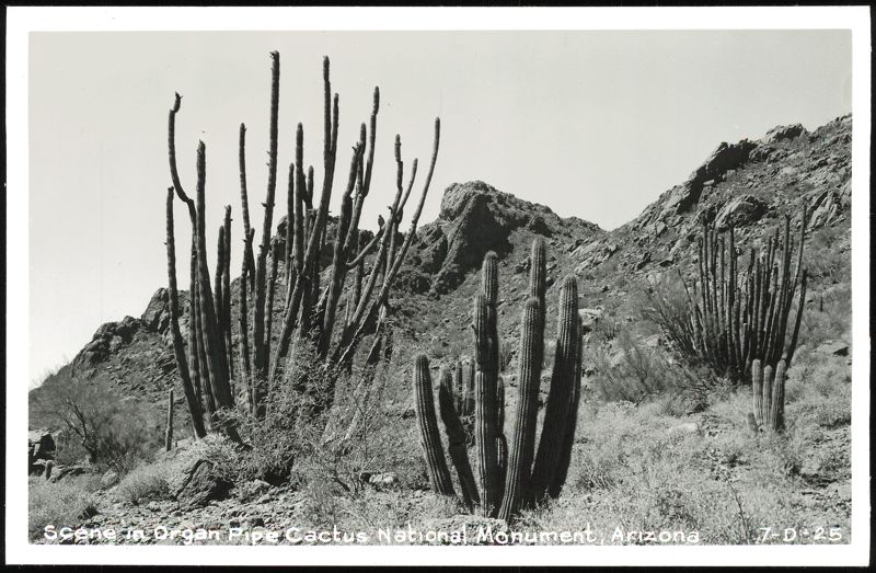 Organ Pipe Cactus National Monument Desert Scene Arizona