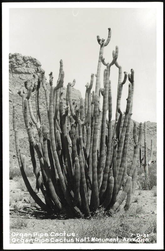 Organ Pipe Cactus, Organ Pipe Cactus National Monument Arizona