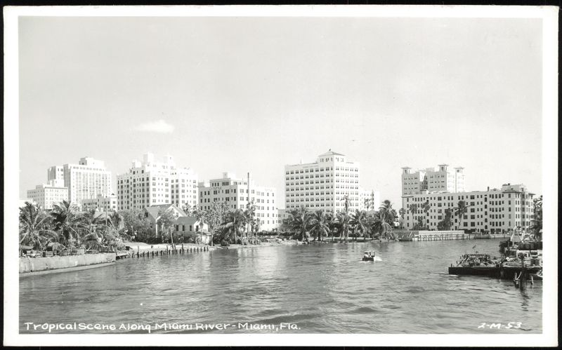 Tropical Scene Along Miami River Florida