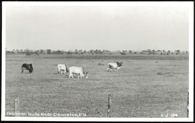 Brahman Bulls Grazing in Field near Clewiston Florida