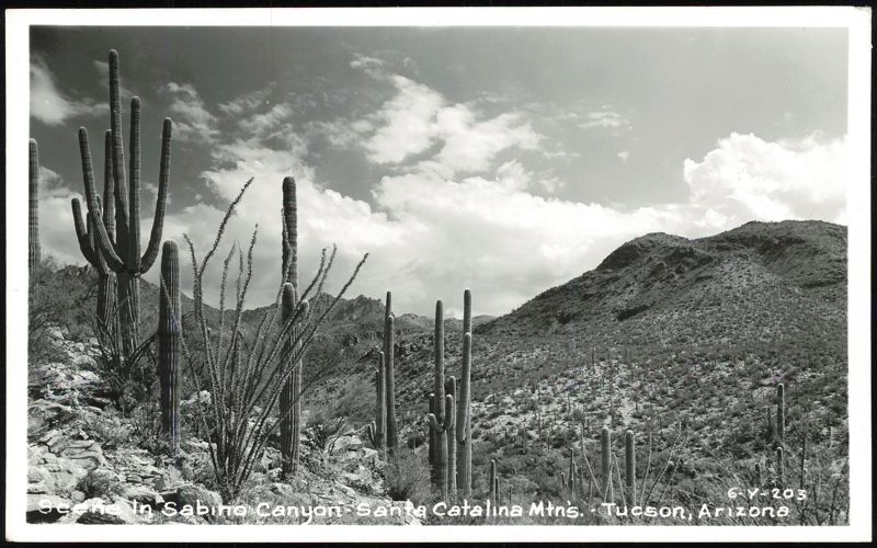 Sabino Canyon, Santa Catalina Mountains, Saguaro Cacti Tucson Arizona