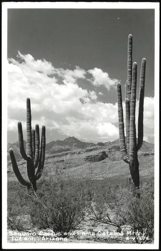 Saguaro Cactus and Santa Catalina Mountains Tucson Arizona