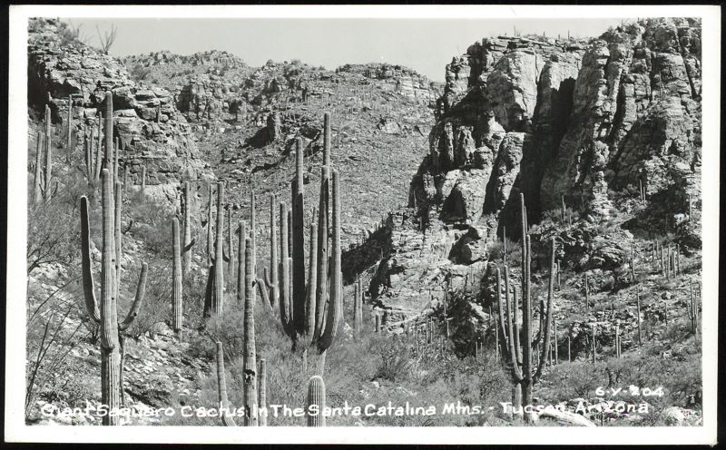 Giant Saguaro Cactus in the Santa Catalina Mountains Tucson Arizona