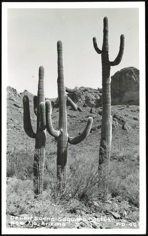 Desert Scene with Saguaro Cactus Near Ajo Arizona