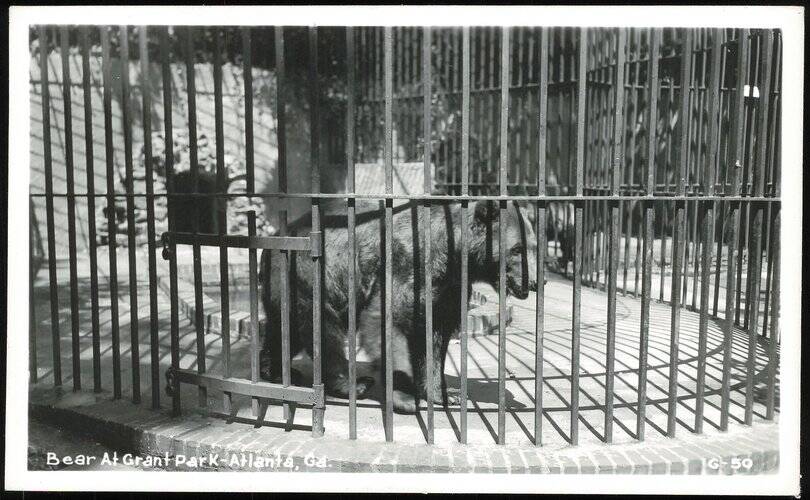 Bear in Barred Enclosure at Grant Park Atlanta Georgia
