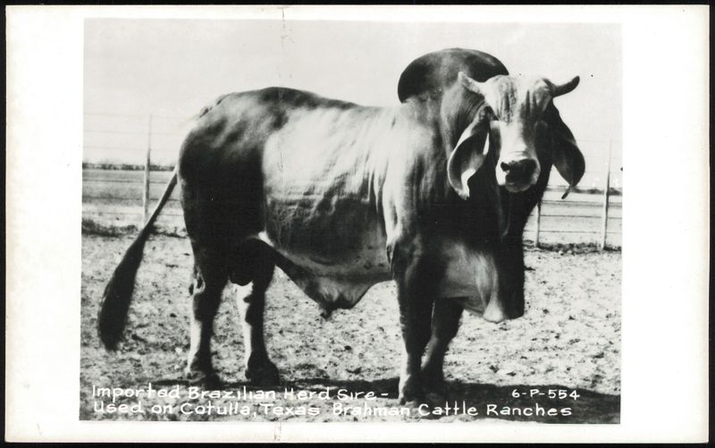 Imported Brazilian Herd Sire, Brahman Cattle Cotulla Texas