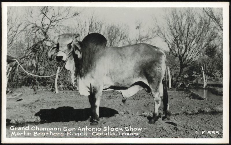 Grand Champion Brahman Bull, Martin Brothers Ranch Cotulla Texas