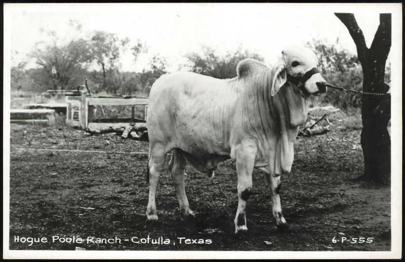 Brahman Bull at Hogue Poole Ranch Cotulla Texas