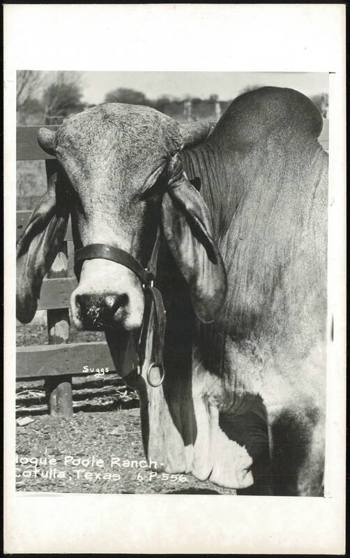 Suggs, Brahman Bull at Hogue Poole Ranch Cotulla Texas