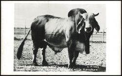 Imported Brazilian Herd Sire, Brahman Cattle