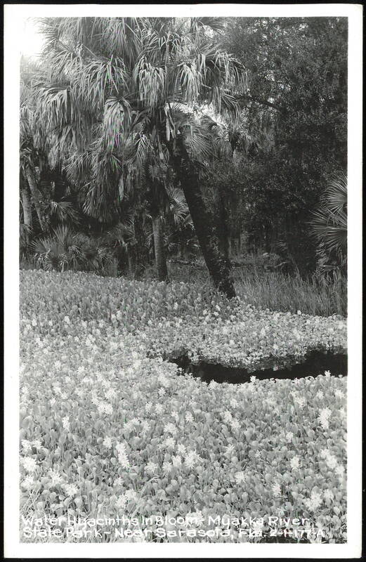 Water Hyacinths in Bloom at Myakka River State Park