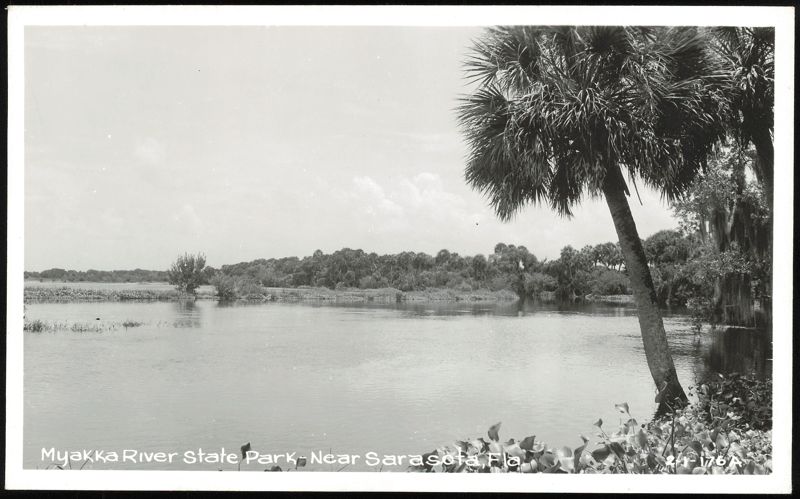 Myakka River State Park Landscape View Sarasota Florida