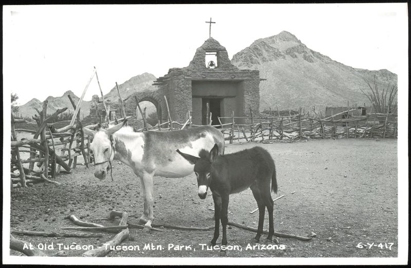 Donkeys at Old Tucson in Tucson Mountain Park Old Tucson Studios Arizona