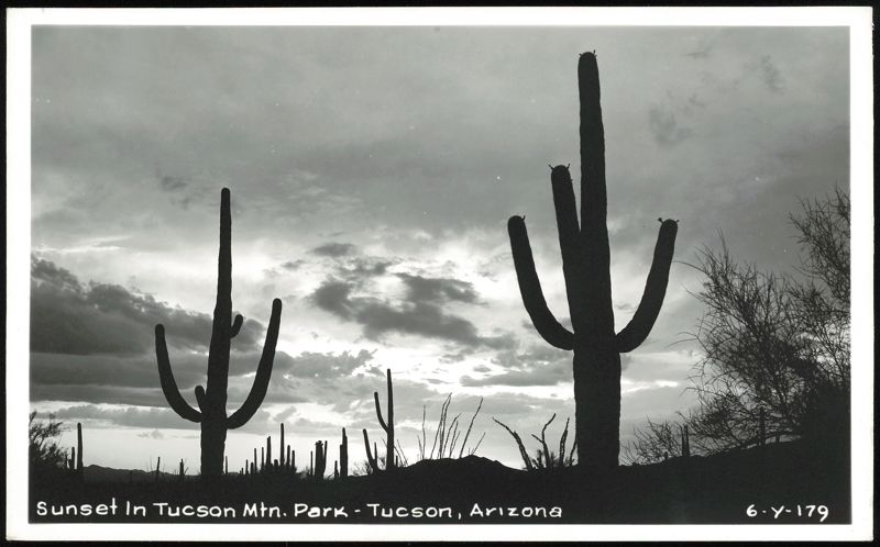 Saguaro Cacti Silhouette at Sunset in Tucson Mountain Park Arizona