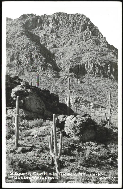 Saguaro Cactus in Tucson Mountain Park Arizona