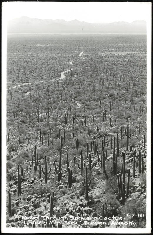 Road Through Saguaro Cactus in Tucson Mountain Park Arizona