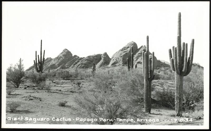 Giant Saguaro Cactus in Papago Park Tempe Arizona