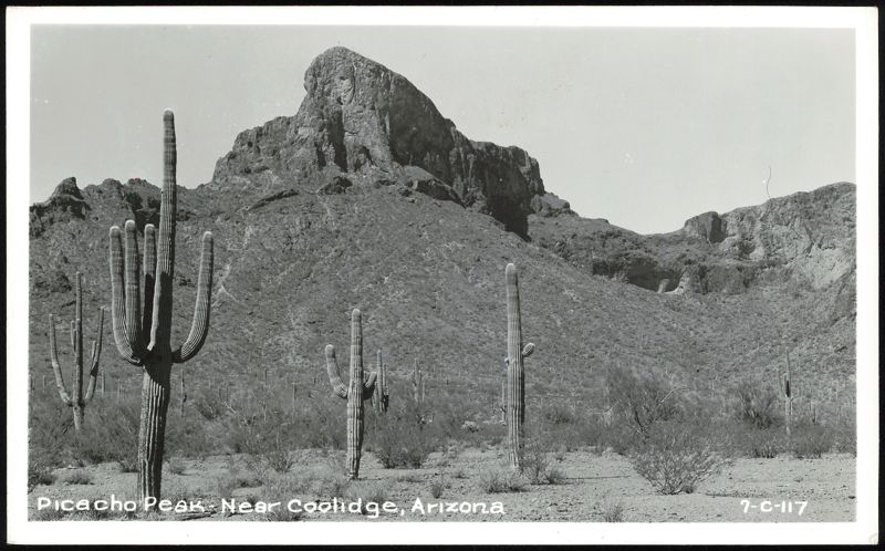 Picacho Peak Landscape with Saguaro Cacti Coolidge Arizona