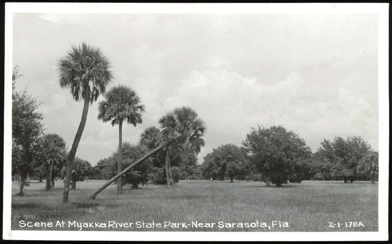 Palm Trees at Myakka River State Park