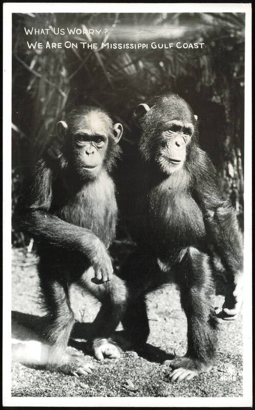 Two Chimpanzees on the Mississippi Gulf Coast