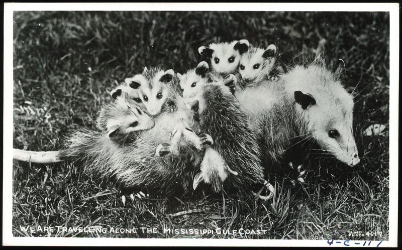 Opossum Mother with Babies on Mississippi Gulf Coast