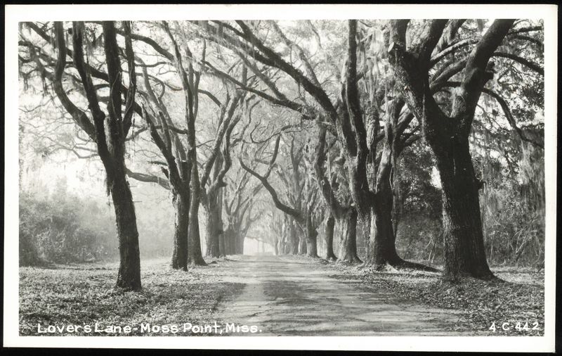 Lover's Lane Tree-Lined Road in Moss Point Mississippi