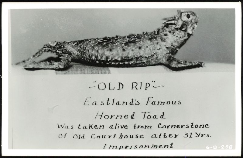 Old Rip, Eastland's Famous Horned Toad Texas