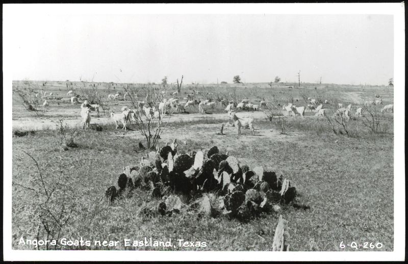 Angora Goats Grazing in a Field near Eastland, Texas