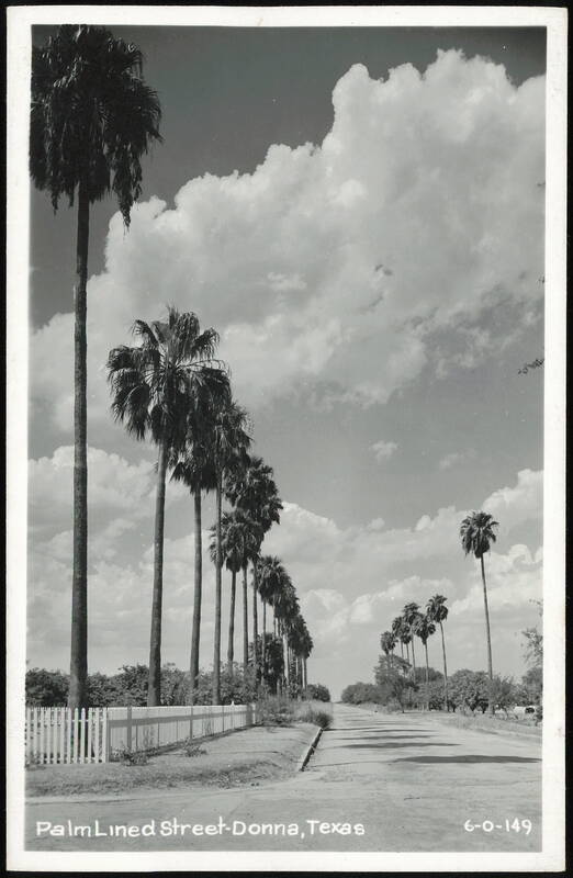 Palm Lined Street in Donna, Texas