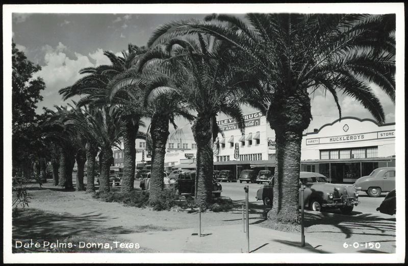Date Palms Along Main Street in Donna, Texas