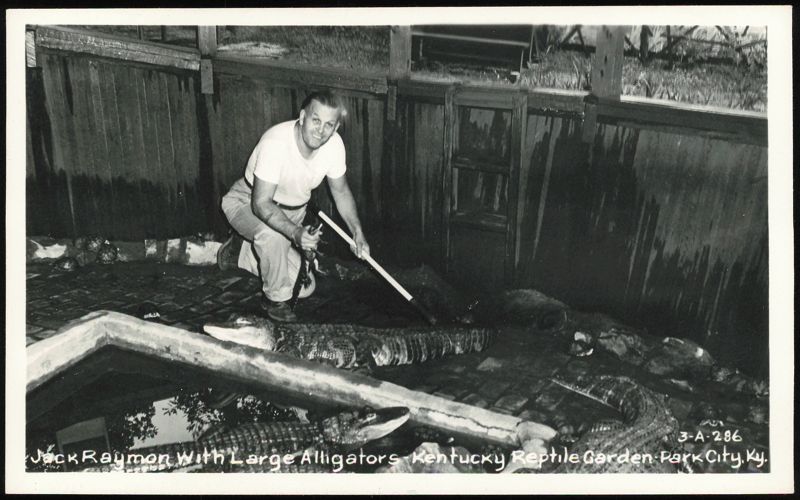 Jack Raymon with Large Alligators at Reptile Garden Park City Kentucky