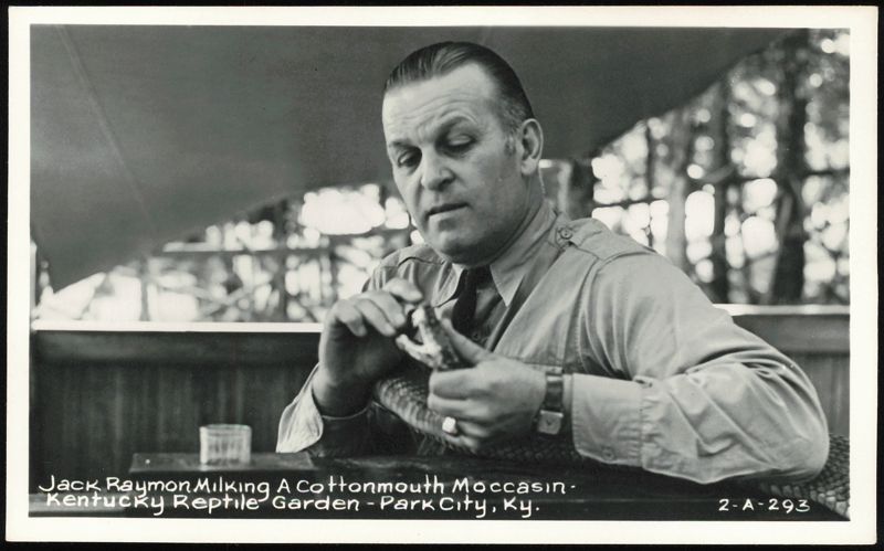 Jack Raymon Milking a Cottonmouth Moccasin Park City Kentucky
