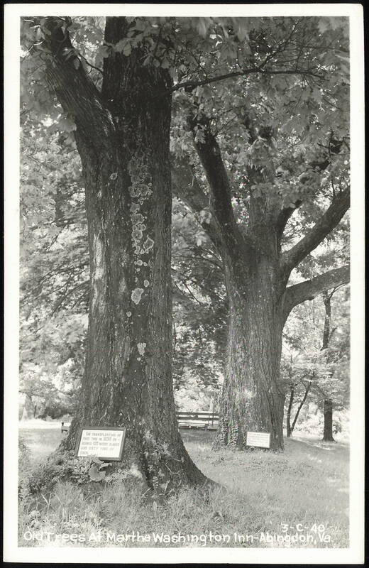 Old Trees at Martha Washington Inn Abingdon Virginia